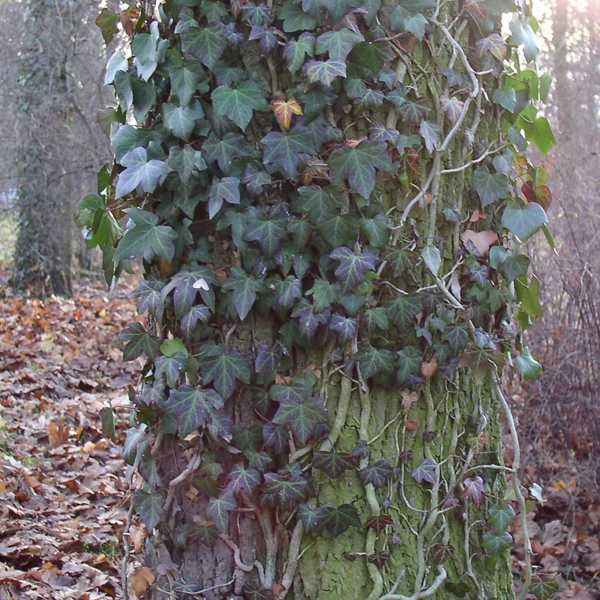 English Ivy (Hedera helix)