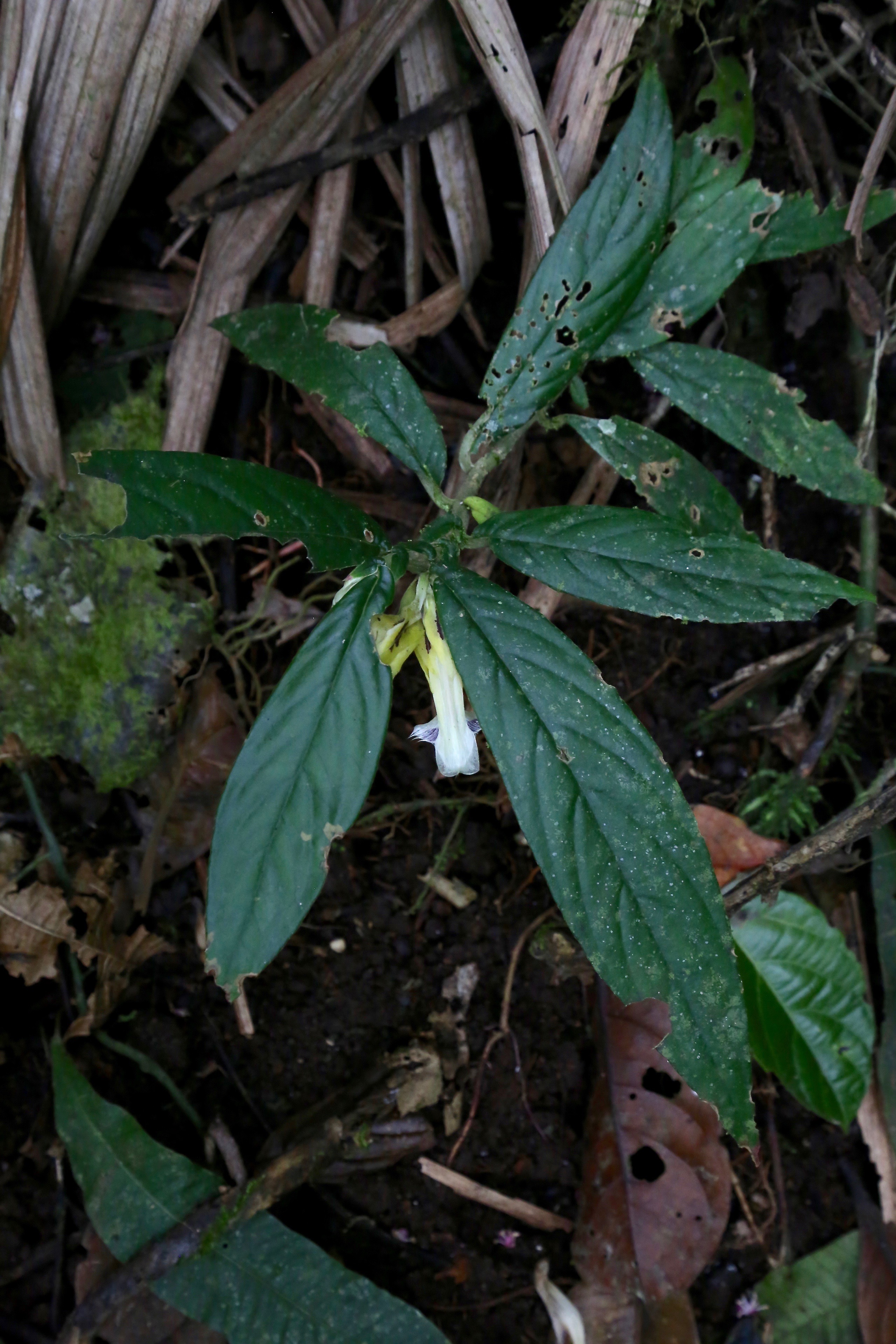 1. An Introduction to : Shine Up Your Spaces with These Colorful Houseplants!