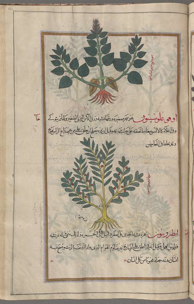 2. Varieties of Bromeliad Plant