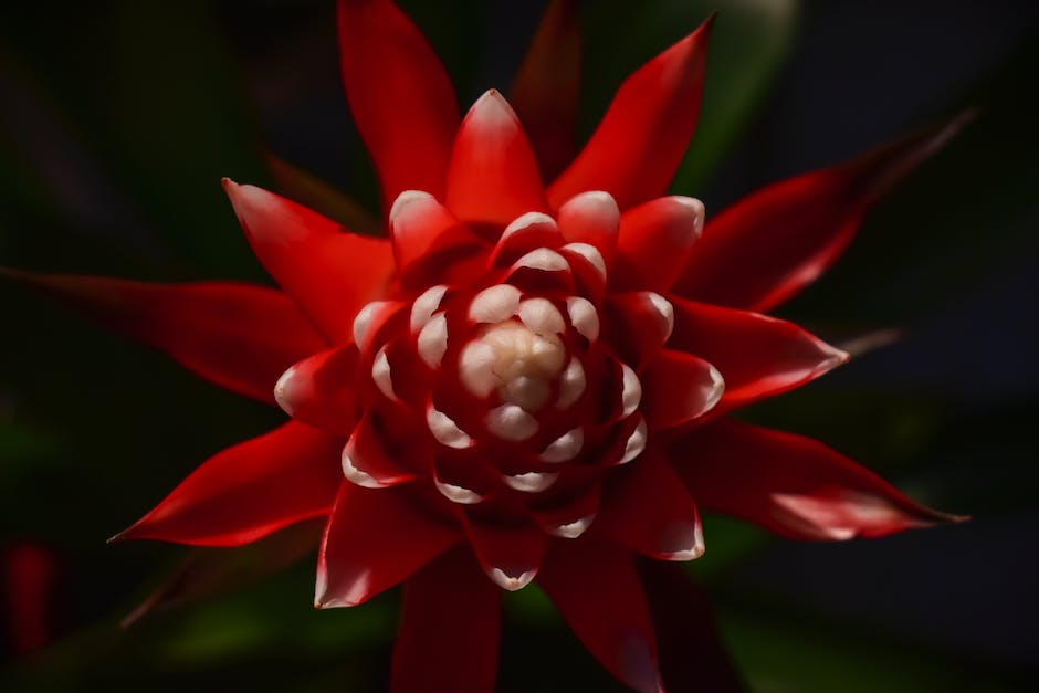 3. How to Care for a Bromeliad